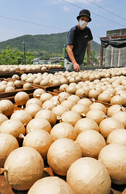 青空の下で乾燥が進む花火玉＝兵庫県太子町上太田