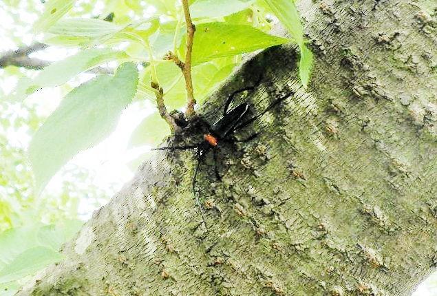 兵庫県内で初確認されたクビアカツヤカミキリの成虫。明石市の石ケ谷公園で見つかった（兵庫県提供）