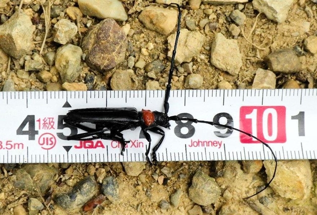 兵庫県内で初確認されたクビアカツヤカミキリの成虫。明石市の石ケ谷公園で見つかった（兵庫県提供）
