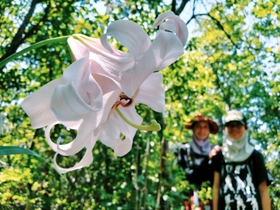 見頃を迎えた八重咲きのササユリ＝高砂市阿弥陀町阿弥陀（撮影・笠原次郎）