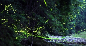 静かな川辺で明滅を繰り返すゲンジボタル＝兵庫県多可町八千代区俵田（約２分３０秒露光）