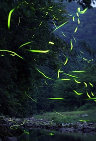 蒸し暑くなった夜に乱舞するゲンジボタル。求愛の季節は終盤に差し掛かる＝１８日未明、兵庫県多可町八千代区俵田（約１分間露光）