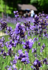 紫の色合いと爽やかな香りが涼しげなラベンダー園＝１９日午後、神戸布引ハーブ園