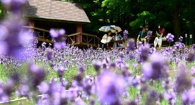紫の色合いと爽やかな香りが涼しげなラベンダー園＝１９日午後、神戸布引ハーブ園