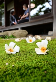 落開花１日で落ちた白の大輪が、一面の緑のこけに映える＝神戸市北区有馬町