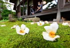開花１日で落ちた白の大輪が、一面の緑のこけに映える＝神戸市北区有馬町