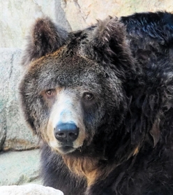 老衰で死んだウマグマの「ボー」＝２０２２年４月１５日、神戸市立王子動物園提供
