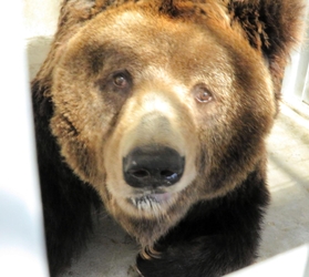 老衰で死んだウマグマの「ボー」＝２０２２年４月１５日、神戸市立王子動物園提供