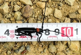 兵庫県内で初確認されたクビアカツヤカミキリの成虫。明石市の石ケ谷公園で見つかった（兵庫県提供）