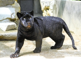 ７月６日に茨城県日立市立かみね動物園へ転出するジャガー「アステカ」（王子動物園提供）