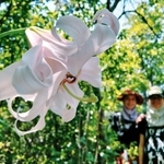 見頃を迎えた八重咲きのササユリ＝高砂市阿弥陀町阿弥陀（撮影・笠原次郎）