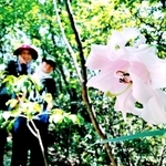 高御位山で開花した八重咲きのササユリ＝高砂市阿弥陀町阿弥陀