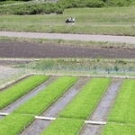 周辺で田植えが進む中、矢野義昭さんが管理する苗代（手前）で田植えを待つ山田錦の苗＝４日、三木市吉川町古市（撮影・辰巳直之）