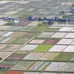 眼下に絶景。田畑の姿は日を追って変化する＝兵庫県丹波市春日町黒井、黒井城跡から