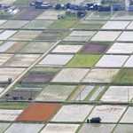 眼下に絶景。田畑の姿は日を追って変化する＝兵庫県丹波市春日町黒井、黒井城跡から