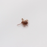 マダニ（資料写真／makotomo／stock.adobe.com）