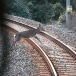 まだ明るい時間帯にもかかわらず走行中の列車前を横切るニホンジカ。衝突を回避するための急ブレーキで車両が前後に揺れる時も＝４月１２日午後、兵庫県香美町内