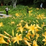 ラッパ形の黄色い花を咲かせたニッコウキスゲ＝神戸市灘区六甲山町、六甲高山植物園