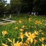 ラッパ形の黄色い花を咲かせたニッコウキスゲ＝神戸市灘区六甲山町、六甲高山植物園