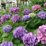 雨にしっとりとぬれて街角を彩るアジサイ＝１４日午前、神戸市中央区加納町６（撮影・鈴木雅之）