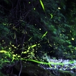 静かな川辺で明滅を繰り返すゲンジボタル＝兵庫県多可町八千代区俵田（約２分３０秒露光）