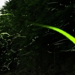 静かな川辺で明滅を繰り返すゲンジボタル＝兵庫県多可町八千代区俵田（約２分３０秒露光）