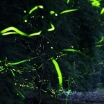 蒸し暑くなった夜に乱舞するゲンジボタル。求愛の季節は終盤に差し掛かる＝１８日未明、兵庫県多可町八千代区俵田（約１分間露光）