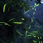 蒸し暑くなった夜に乱舞するゲンジボタル。求愛の季節は終盤に差し掛かる＝１８日未明、兵庫県多可町八千代区俵田（約１分間露光）