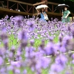 紫の色合いと爽やかな香りが涼しげなラベンダー園＝１９日午後、神戸布引ハーブ園
