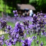 紫の色合いと爽やかな香りが涼しげなラベンダー園＝１９日午後、神戸布引ハーブ園