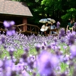 紫の色合いと爽やかな香りが涼しげなラベンダー園＝１９日午後、神戸布引ハーブ園