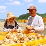 畑を背にタマネギの育ち具合を確かめる北川忠彦さん（右）と妻の由美子さん＝南あわじ市賀集福井