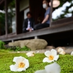 開花１日で落ちた白の大輪が、一面の緑のこけに映える＝神戸市北区有馬町