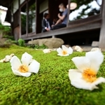 開花１日で落ちた白の大輪が、一面の緑のこけに映える＝神戸市北区有馬町