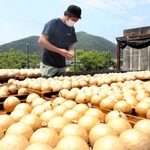 青空の下で乾燥が進む花火玉＝兵庫県太子町上太田