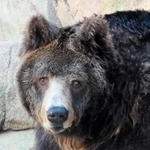 老衰で死んだウマグマの「ボー」＝２０２２年４月１５日、神戸市立王子動物園提供