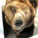 老衰で死んだウマグマの「ボー」＝２０２２年４月１５日、神戸市立王子動物園提供