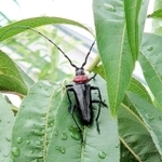 兵庫県内で初確認された特定外来生物クビアカツヤカミキリの成虫（兵庫県提供）