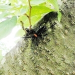 兵庫県内で初確認されたクビアカツヤカミキリの成虫。明石市の石ケ谷公園で見つかった（兵庫県提供）
