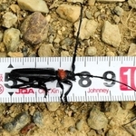 兵庫県内で初確認されたクビアカツヤカミキリの成虫。明石市の石ケ谷公園で見つかった（兵庫県提供）