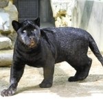 ７月６日に茨城県日立市立かみね動物園へ転出するジャガー「アステカ」（王子動物園提供）