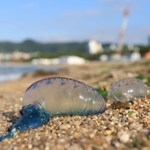 須磨海岸に打ち上げられたカツオノエボシ＝３０日午前、神戸市須磨区