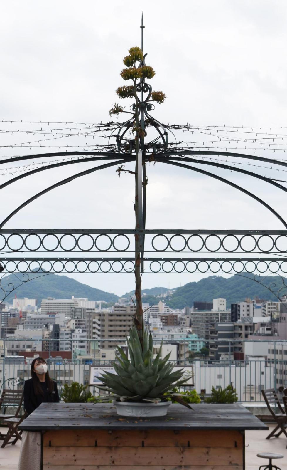 大丸神戸店の屋上で 一生に一度 の開花 空に伸びる多肉植物 アガベ に黄色い花 総合 神戸新聞next
