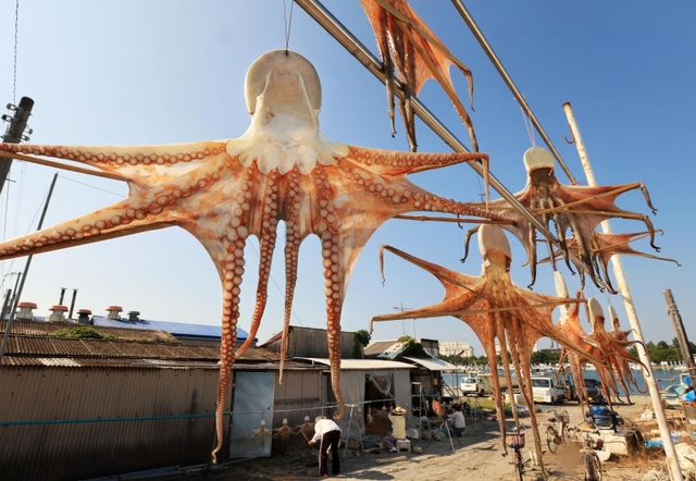 真夏の港に舞うマダコ。２キロを超す大物も大空を飛ぶように揺れる＝明石市二見町東二見