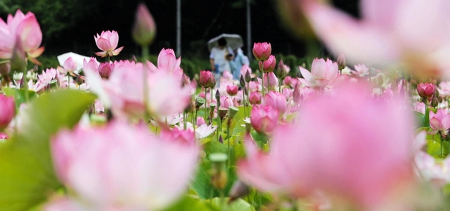 散策客をもてなすように咲き誇るハスの花＝姫路市夢前町置本