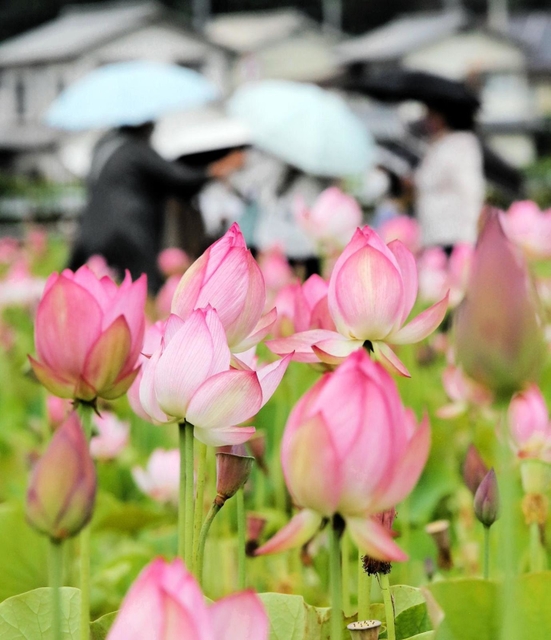 散策客をもてなすように咲き誇るハスの花＝姫路市夢前町置本