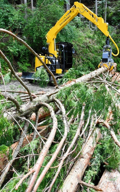 価格上昇を受け、活発化する木材の切り出し＝兵庫県多可町加美区丹治