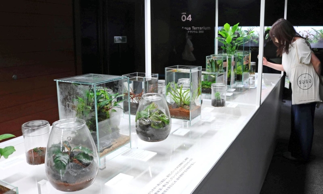 コケなどをガラス容器にあしらったテラリウムの展示