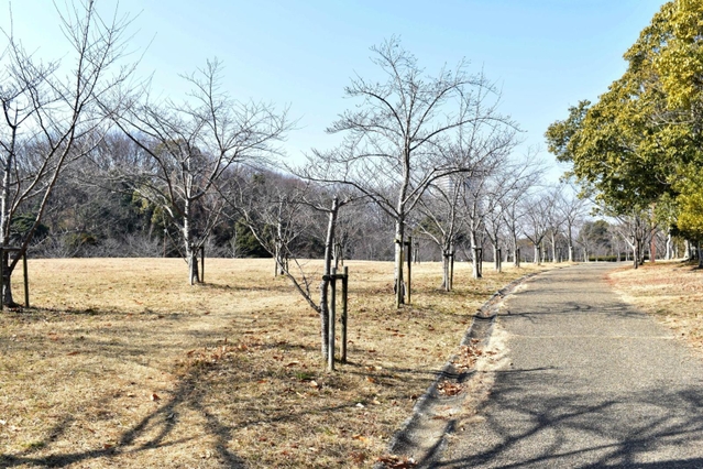 元気なころ、夫婦が散歩に訪れていたという公園＝神戸市西区糀台６