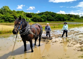 ６月初旬に馬耕する山下恵子さん（右）と協力した学生（山下さん提供）＝洲本市五色町都志大日